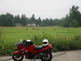 [Ninja 250 with cows]